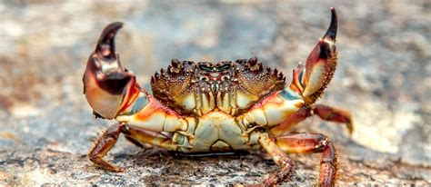 live saltwater crabs for sale.